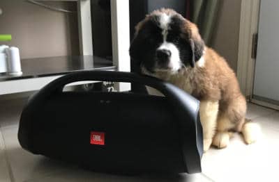 JBL Boombox with pupie